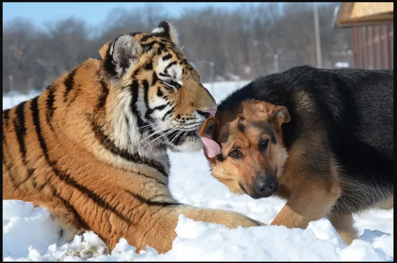 چیتےاور کتے کی گفتگو