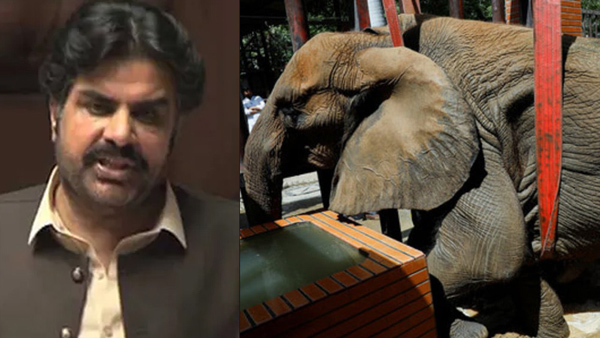 ہتھنی نور جہاں کی دیکھ بھال کےلیے محکمہ لائیو اسٹاک کی 7 رکنی ٹیم تعینات کردی ہے، ناصر حسین