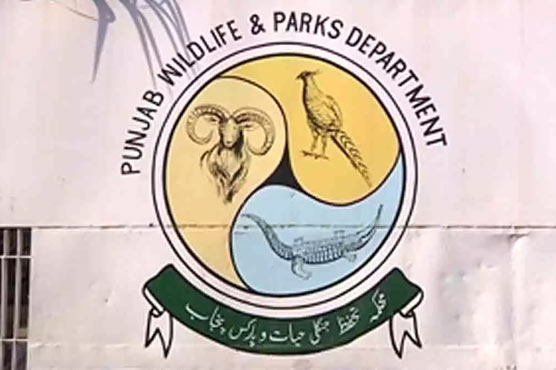محکمہ وائلڈ لائف نے سمگل شدہ جنگلی پرندوں کی بڑی کھیپ پکڑ لی