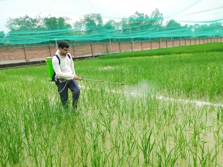 پاکستانی طالب علم پیداوار بڑھانے کے لئے چاول کی کاشت کے چینی تجربے سے استفادہ کرنے کا خواہشمند