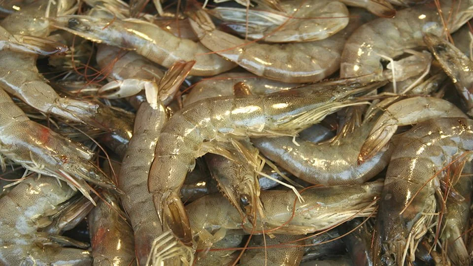 پنجاب میں جھینگا کی فارمنگ کیلئے تاریخی اقدام شروع کیا ہے،مریم نواز