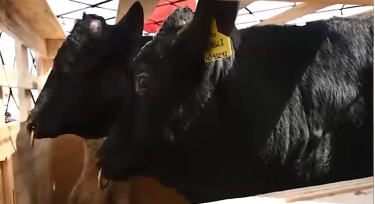 ایس آئی ایف سی کی معاونت اور گرین کارپوریٹ لائیوسٹاک انیشیٹو کے تحت پاکستان کے ڈیری سیکٹر کیلئے تاریخی اقدام