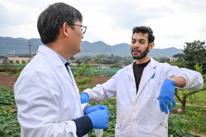 چین-پاکستان زرعی تعاون کے ثمرات، پاکستانی ماہر فصلوں کی بیماریوں سے نمٹنے کے لئے چین کی بہار کاشتکاری میں شامل
